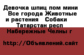 Девочка шпиц пом мини - Все города Животные и растения » Собаки   . Татарстан респ.,Набережные Челны г.